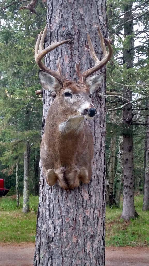 Northern Wisconsin Taxidermy Services