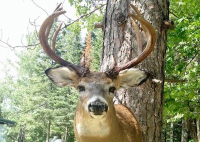 Northern Wisconsin Taxidermy Services